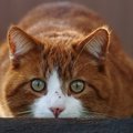 『人が苦手』な猫がする仕草4つ！信頼してもらう方法とは？