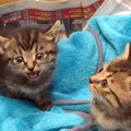 小さな2匹の捨て猫→約10年、大切に育てた結果…涙あふれる『宝物のよう…