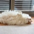 掃除をして疲れた飼い主→愛猫が起こした『追い打ち』に仰天…あまりに…