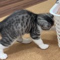 ありがとよ！カゴを譲ってもらえた猫さんが大人気♡