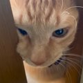 『1人にしないで…』と訴える猫を部屋に入れた結果…愛おしさ限界突破の光景…