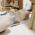 息子のことが大好きなネコ→寄り添い『見守り続ける様子』が尊すぎると…