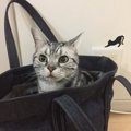 【あるある】猫って察しがいい…！と思う瞬間４つ