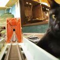 電車に乗っていたら『巨大猫』に襲われて…『夢みたいな疑似体験』が出…