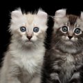 猫が「敵」と感じてしまう人の７つの特徴