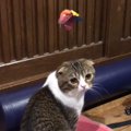 このおもちゃ気に入った！ひとりで遊び続ける猫さん！