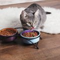 猫の食事タイムをもっと幸せにする『理想の食事場所』3つの条件　逆に…
