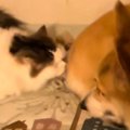 猫が『コーギーのおしりのニオイ』を嗅いだ結果…100点満点の『リアク…