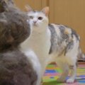 猫型オブジェを見た猫ちゃんの反応は？