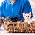 猫と飼い主に絶望をあたえる『不治の病』3つ！毎日の生活の中でできる…