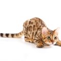 猫が一生懸命『お尻をフリフリしている』ときの4つの理由　かわいい仕…