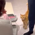 帰宅したパパが娘の名前を呼んでみたら、猫が…まさかの『可愛すぎる瞬間』…