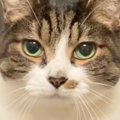 キッチンに入って後ろを振り返ったら…思わず笑っちゃう『ネコの様子』…
