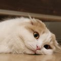 猫が『疲れている時』に出る3つのサイン　飼い主がしてあげられる事はある…