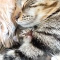 子猫５匹の『誕生から３歳になるまで』を記録した結果…涙があふれるほ…