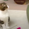 『構ってニャ～』アピールする猫さんがしてほしかったこととは？