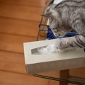 猫が『ティッシュ』にイタズラしたがる4つの理由　やめさせたいときの対処…