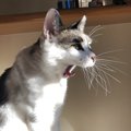 猫がヒゲを動かす時の心理５つ