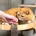 飼い主の姉が久しぶりに遊びに来たら、猫が…『予想外すぎる姿』に5万再生…