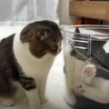 すっぽり！バケツに入った息子猫を心配するパパ猫♡