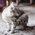 【怖い】マダニのシーズン到来！猫のためにできる予防法４つ