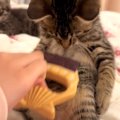 お腹をブラッシングされる子猫→飼い主さんが『手を止める』と…まさか…