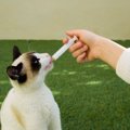 「犬用の薬を、間違って猫に投与した！」飼い主さんが大慌てで救急搬…