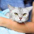 お風呂後の猫を『素早く乾かす方法』4つ　負担を減らす工夫や役立つアイテ…