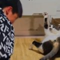 息子が投げたボールを全然取れなかった猫→特訓を続けていると…59万再…