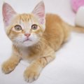 猫が『一緒にいたい』時にみせるサイン4つ