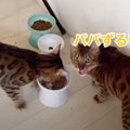 朝ごはんは戦い？お皿を引き寄せて食べちゃうパパ猫！