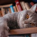 猫のためにできるDIYの方法やアイディア１７選