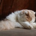 猫が顔を伏せて『ごめん寝』をする理由5つ　可愛らしい寝姿の意味や心…