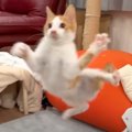 『ネコ生100万回目？』家に来て6日目の保護子猫と遊んでいたら…あまり…