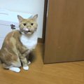 愛猫の言葉の理解度がすごい！猫と飼い主さんの意思疎通ぶりに『猫っ…