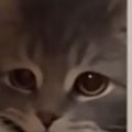 2階の寝室までやってきた猫→口元を見ると、『運んできたもの』とは…尊すぎ…