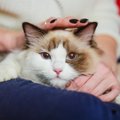 猫を『初めて飼う人におすすめ』の猫種4選！その特性やお迎えするため…