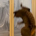 お風呂掃除中、『スポンジを追いかけ始めた猫』…『まさかの動き』が可愛す…