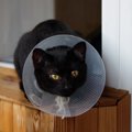 4階からの落下事故であごが砕けた猫、3D技術を活用した形成手術で無事…