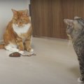 ありがとう！猫ちゃんとねずみさんのお別れ…