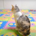 閲覧注意？！猫ちゃんのゲコゲコをスライディングキャッチ！