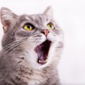 猫の『抜歯』をした方がいいケース3選　必要になる理由や予防ケアの方法まで