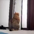 ツンデレ？猫ちゃんのお留守番を覗き見♪