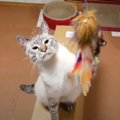 2歳の誕生日を迎えた猫ちゃんに涙…！その涙の訳とは？