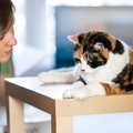 猫に『ダメ』を教える方法5つ