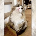 可愛すぎる猫のプレゼントが話題に　最高のもふもふ具合に9,900いいね！