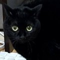 『くしゃみ』をしたら、いっしょの部屋にいた『黒猫』が…可愛すぎる『リア…