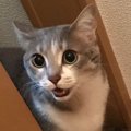 猫が飼い主をじっと見ながらニャアニャア鳴くときの心理３つ