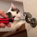 お父さんが階段の手すりを修理していると…『集まってきた猫』の行動が可愛…