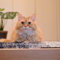 帰宅時に愛猫が『玄関』にいるときの5つの意味　「待っている」以外に…